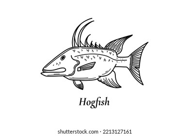 Hogfish Vektorgrafik im Skizzenstil, ideal zum Angeln.