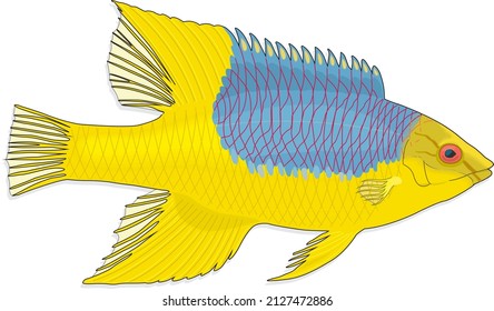 Hogfish Yellow Fish Boquinete Doncella de Pluma Pez Perro Wrasse Native to the Western Atlantic Ocean