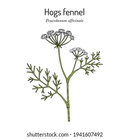 Hogs fennel, or sulphurweed (Peucedanum officinale), medicinal plant. Hand drawn botanical vector illustration