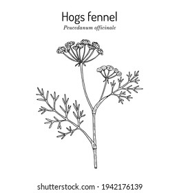 Hähnchenfenchel oder Sulfatzüpfel (Peucedanum officinale), Heilpflanze. handgezeichnete botanische Vektorgrafik