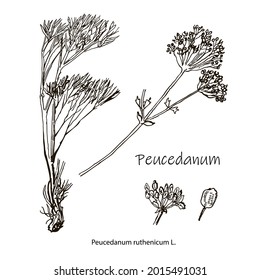 Hähnchenfenchel oder Sulfatzüpfel Peucedanum officinale, Heilpflanze. handgezeichnete botanische Vektorgrafik