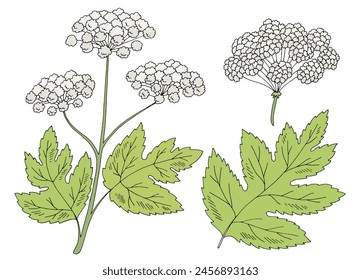 Hogweed graphic color isolated sketch illustration vector