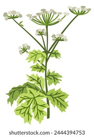 Bärenklau. In: Vektorgrafik Botanical Isolated Illustration.