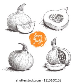 Hokkaido pumpkins set. Sketch style hand drawn vector illustration collection. Whole and cut pumpkins. Autumn food drawing. Best for package and posters.