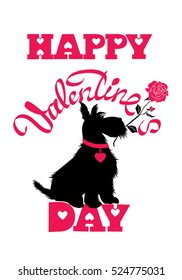 Holiday card. Calligraphic hand written text Happy Valentine`s Day and scottish terrier dog silhouette with rose, isolated on white background. 