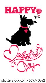 Holiday card. Calligraphic hand written text Happy Valentine`s Day and scottish terrier dog silhouette with rose, isolated on white background. 