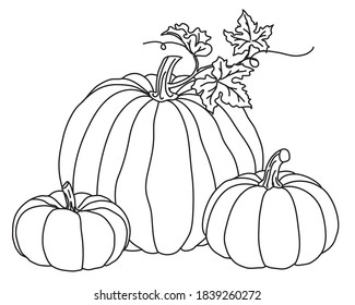 Holiday pumpkins decorative drawing vector