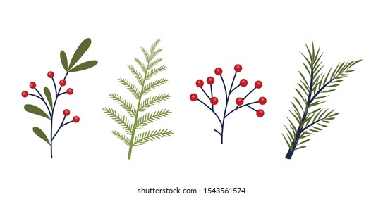 Holiday set of beautiful christmas tree branch, leaves and berries. Mistletoe branch. New year decoration element