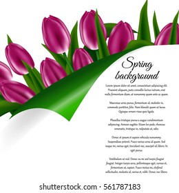 Holiday Spring background, invitation or card with a bouquet of tulip flowers