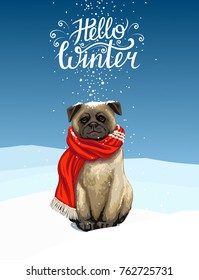 holiday winter card with a pug. lettering "hello winter". Vector illustration