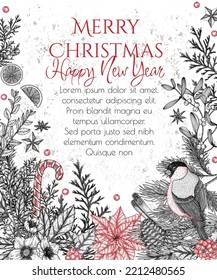 Holidays greeting card vector template with christmas plants and bullfinch. Christmas tree branch with cones, juniper, pine, holly, thuja, mistletoe, hellebore, cotoneaster