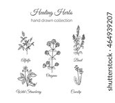 Holistic Medicine. Healing Herbs Illustration. Handdrawn Alfalfa, Oregano, Basil, Cowslip,  Wild Strawberry. Health and Nature collection. Vector Ayurvedic Herb. Herbal Natural Supplements. Organic 