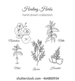 Holistic Medicine. Healing Herbs Illustration. Handdrawn Nasturtium, Nettle, Mint, Licorice, Horsetail. Health and Nature collection. Vector Ayurvedic Herb. Herbal Natural Supplements. Organic plan.