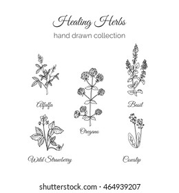 Holistic Medicine. Healing Herbs Illustration. Handdrawn Alfalfa, Oregano, Basil, Cowslip,  Wild Strawberry. Health and Nature collection. Vector Ayurvedic Herb. Herbal Natural Supplements. Organic 