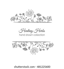 Holistic Medicine. Healing Herbs Illustration. Handdrawn Aloe vera, Arnica, Calendula, Chamomile and Coriander. Health and Nature collection. Vector Ayurvedic Herb. Herbal Natural Supplements Herbs