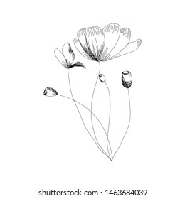 Holland tulips on a white background. Vector. Hand drawn artwork. Love concept for wedding invitations, cards, tickets, congratulations, branding, boutique logo, label. Gift for young girl and women.