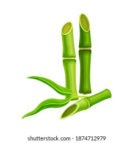 Hollow Cut Bamboo Stalk with Vascular Bundle Vector Illustration