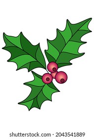 Holly - Berries and leaves - vector full color illustration. Holly evergreen plant symbol of Christmas for cards or banners.
