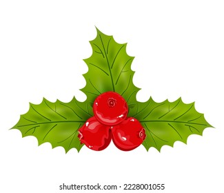 Holly berries and leaves. Vector illustration. Christmas holly berries.