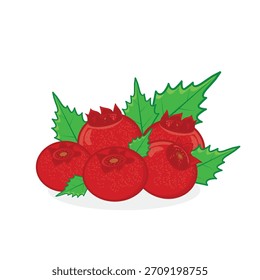 Holly berries. red berries. red berry vector cartoon illustration