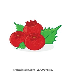 Holly berries. red berries. red berry vector cartoon illustration