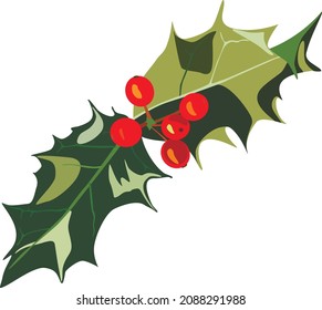 Holly with berries. Vector illustration.