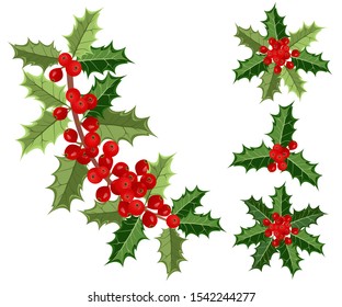 Holly berries, vector illustrations of holly branches with berries on white background for Christmas cards and decorative design.