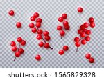 Holly berry branches isolated on transparent background. Vector realistic Christmas decoration set of red berries