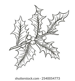 Holly berry brunch vector sketch hand drawn illustration on white background.