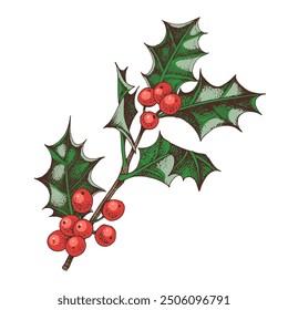 Holly berry colorful vector branch