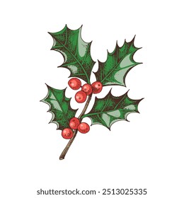 Holly berry colorful vector branch