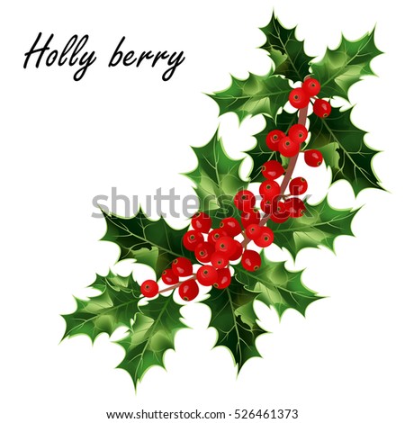 Holly berry. Hand drawn vector illustration of holly branch with berries and leaves isolated on white background for Christmas cards and decorative design.