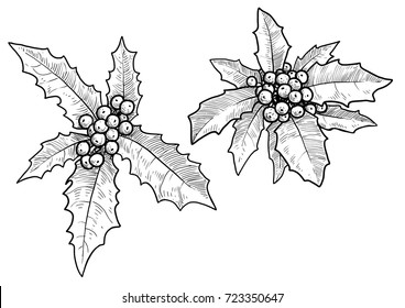 Holly berry illustration, drawing, engraving, ink, line art, vector