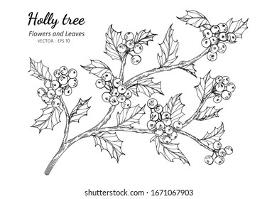 
Holly Berry and leaf drawing illustration with line art on white backgrounds.
