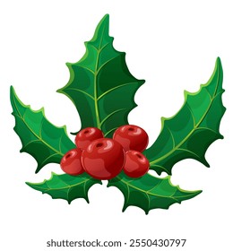 Holly berry with leaves on white background. Plant for new year and merry Christmas decoration or mistletoe branch or twig with fruits. Winter elements for design creation, suitable for decorative