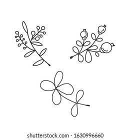 Holly berry sprigs. Vector black and white coloring book page