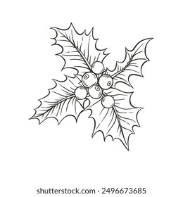 Holly berry vector sketch hand drawn linen illustration on white background.