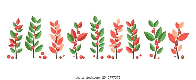 Holly berry winter plant, branch leaves, mistletoe, Christmas foliage, conifer decoration, american tree red small berry isolated on white background. Cartoon Xmas fruit border. Vector illustration