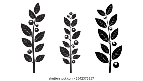 Planta de invierno de baya de acebo, hojas de rama, muérdago, follaje de Navidades, decoración de coníferas, baya Pequeña del árbol negro aislada sobre fondo blanco. Fruta de Navidad de dibujos animados. Ilustración vectorial