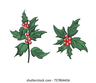Holly branch with beries, ilex vector hand drawn illustration fit for Christmas and New Year design, celebration symbol