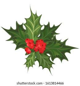 Holly branch with berries. Christmas decoration on a white background. Vector illustration