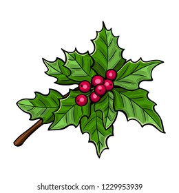 Holly branch with berries. Merry Christmas. Vector illustration. Isolated image on white background.