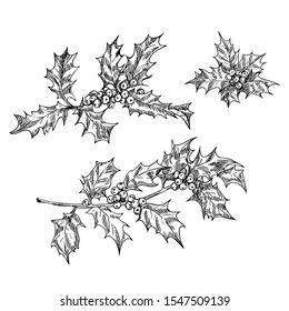 Holly branches set in line art style.