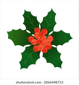 Holly bunch with red berries. Vector christmas decoration element with evergreen holly ilex leaves and red berries. Illustration isolated on white background