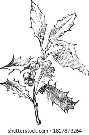 Holly flower, From the Dictionary of Word and Things, 1888.