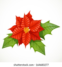 Holly flower isolated on white background