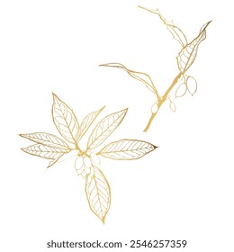 Holly or Ilex aquifolium or European holly or Christmas holly or Mexican holly. Leaves and fruit isolated on a white background. Golden line illustration.