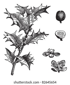 Holly or Ilex aquifolium or European holly or Christmas holly or Mexican holly, vintage engraving. Leaves and fruit isolated on a white background.  Trousset encyclopedia (1886 - 1891).