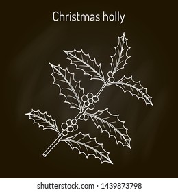 Holly (Ilex aquifolium) tree branch with leaves and berries. Hand drawn botanical vector illustration
