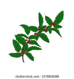 holly, ilex branch with berry and leaves on white background. design holiday greeting cards and invitations of Merry Christmas and Happy New Year, seasonal winter holidays.